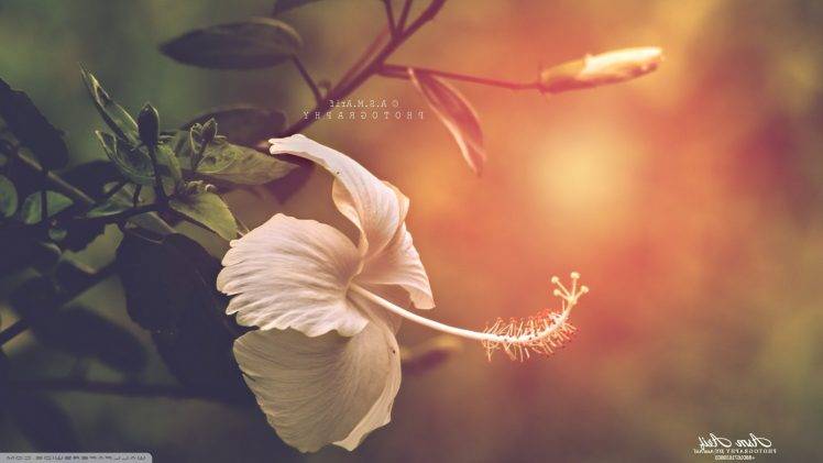 nature, Flowers, Hibiscus, Filter HD Wallpaper Desktop Background