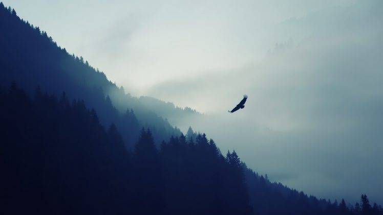 landscape, Forest, Mist, Eagle HD Wallpaper Desktop Background