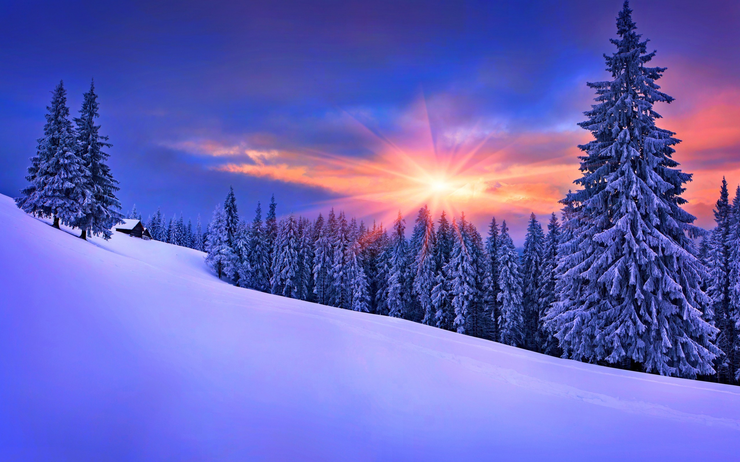 snow and forest scenery