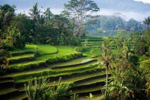 nature, Landscape, Photography, Morning, Sunlight, Rice Paddy, Palm Trees, Shrubs, Hills, Green, Bali, Indonesia, Terraced Field