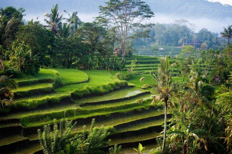 nature, Landscape, Photography, Morning, Sunlight, Rice Paddy, Palm Trees, Shrubs, Hills, Green, Bali, Indonesia, Terraced Field HD Wallpaper Desktop Background