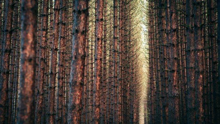 nature, Trees, Forest, Branch, Wood, Depth Of Field HD Wallpaper Desktop Background