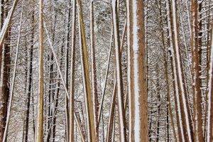 nature, Trees, Forest, Branch, Wood, Winter, Snow