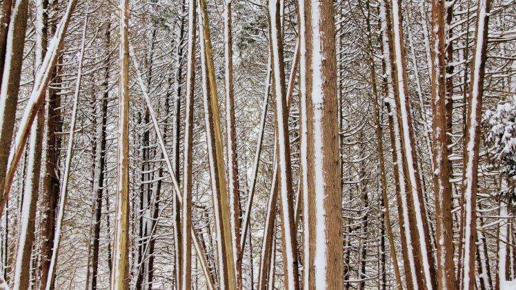 nature, Trees, Forest, Branch, Wood, Winter, Snow HD Wallpaper Desktop Background