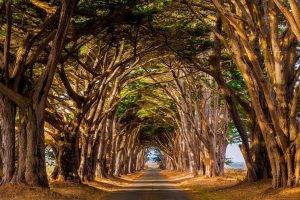 landscape, Nature, Trees, Tunnel, Road, Daylight, Dry Grass