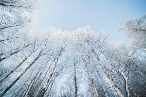 winter, Nature, Snow, Trees