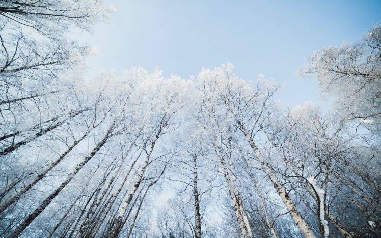 winter, Nature, Snow, Trees HD Wallpaper Desktop Background