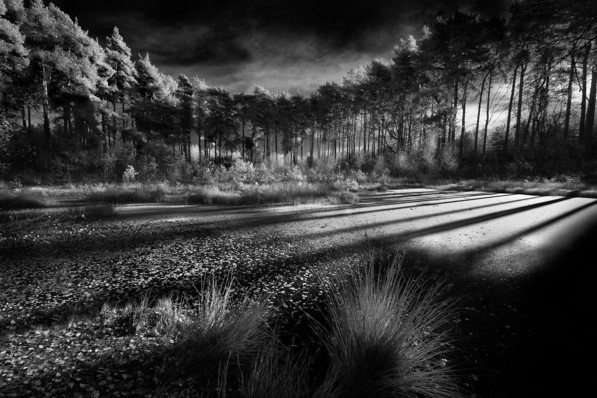 nature, Landscape, Forest, Morning, Sunlight, Swamp, Shrubs, Trees, Clouds, Shadow, Monochrome Wallpaper