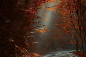 nature, Landscape, Road, Forest, Red, Leaves, Fall, Sun Rays, Sunlight, Trees, Morning