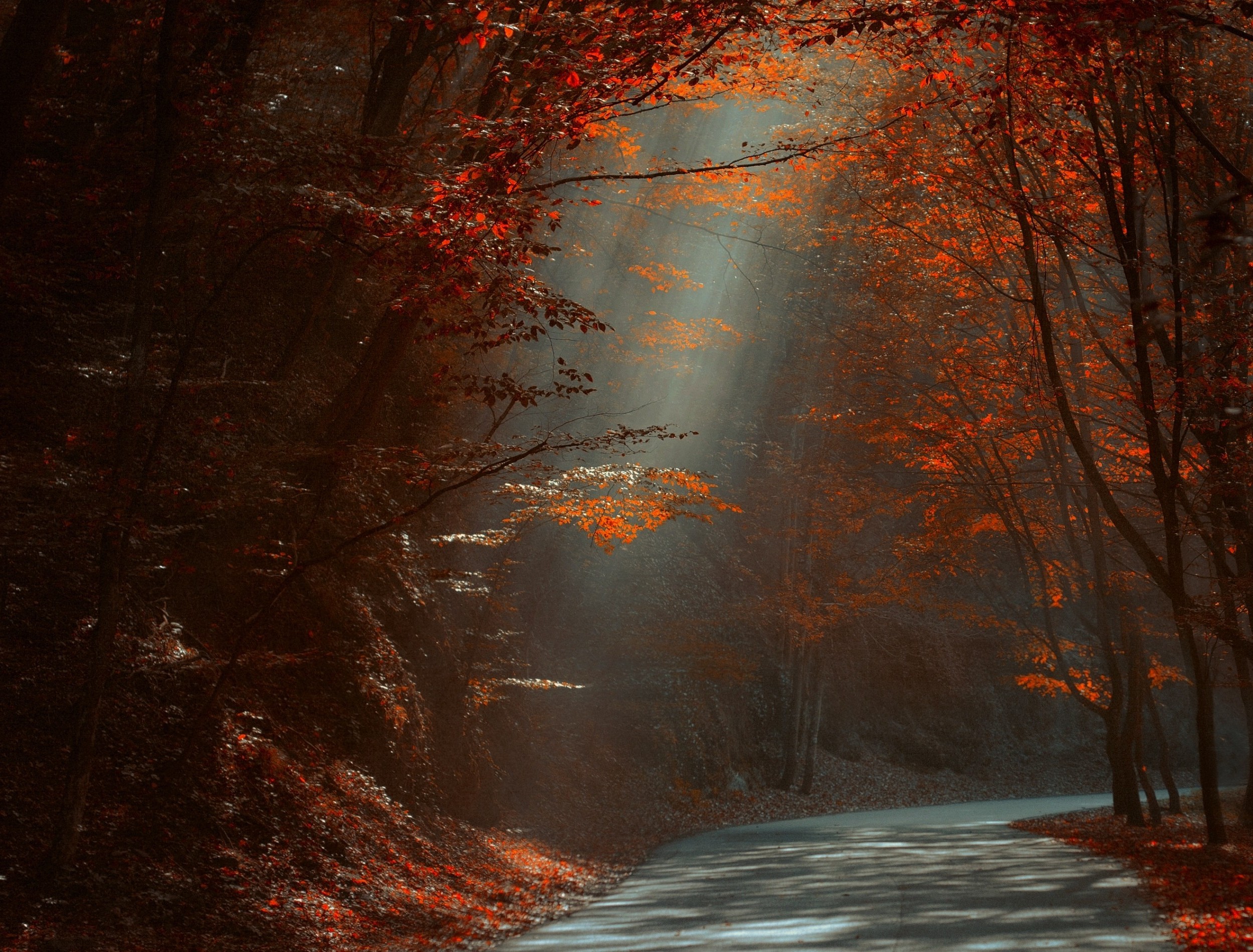 nature, Landscape, Road, Forest, Red, Leaves, Fall, Sun Rays, Sunlight, Trees, Morning Wallpaper