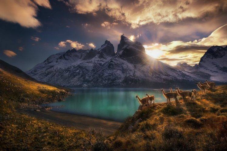 nature, Landscape, Photography, Lake, Mountains, Sunset, Dry Grass, Guanaco, Camelid, Sky, Clouds, Sunlight, Torres Del Paine, Chile HD Wallpaper Desktop Background
