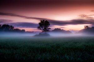 nature, Landscape, Photography, Mist, Field, Sunset, Pink, Sky, Clouds, Trees, Shrubs, Norway