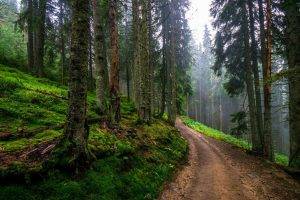 nature, Landscape, Dirt Road, Forest, Hills, Green, Trees, Mist, Spring, Path