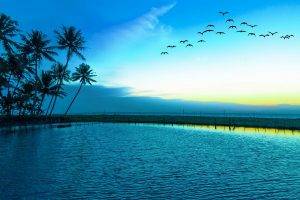 nature, Landscape, Birds, Flying, Sunrise, Blue, Lake, Palm Trees, Sea, Beach