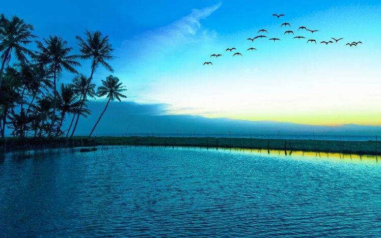 nature, Landscape, Birds, Flying, Sunrise, Blue, Lake, Palm Trees, Sea, Beach HD Wallpaper Desktop Background