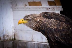 Germany, Nature, Animals, Nikon, Eagle, Photography