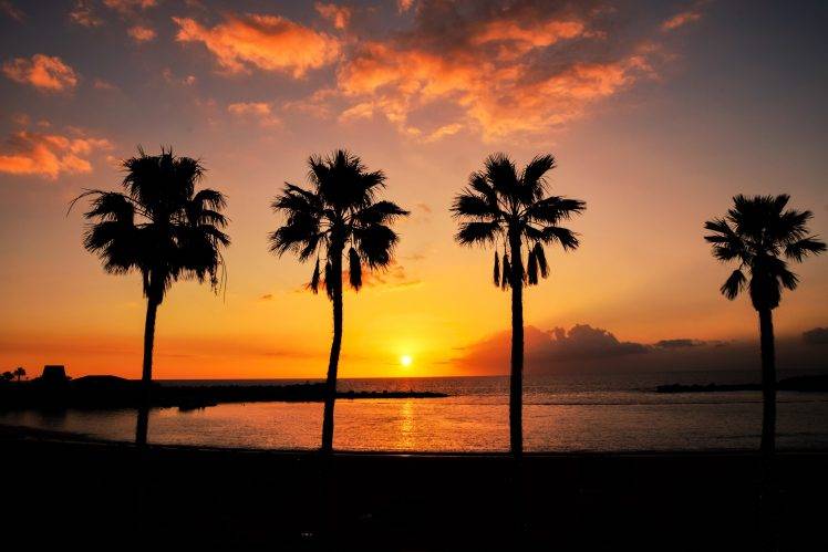 vacation, Nature, Animals, Long Exposure, Spain, Gran Canaria, Nikon, Beach, Palm Trees, Photography HD Wallpaper Desktop Background