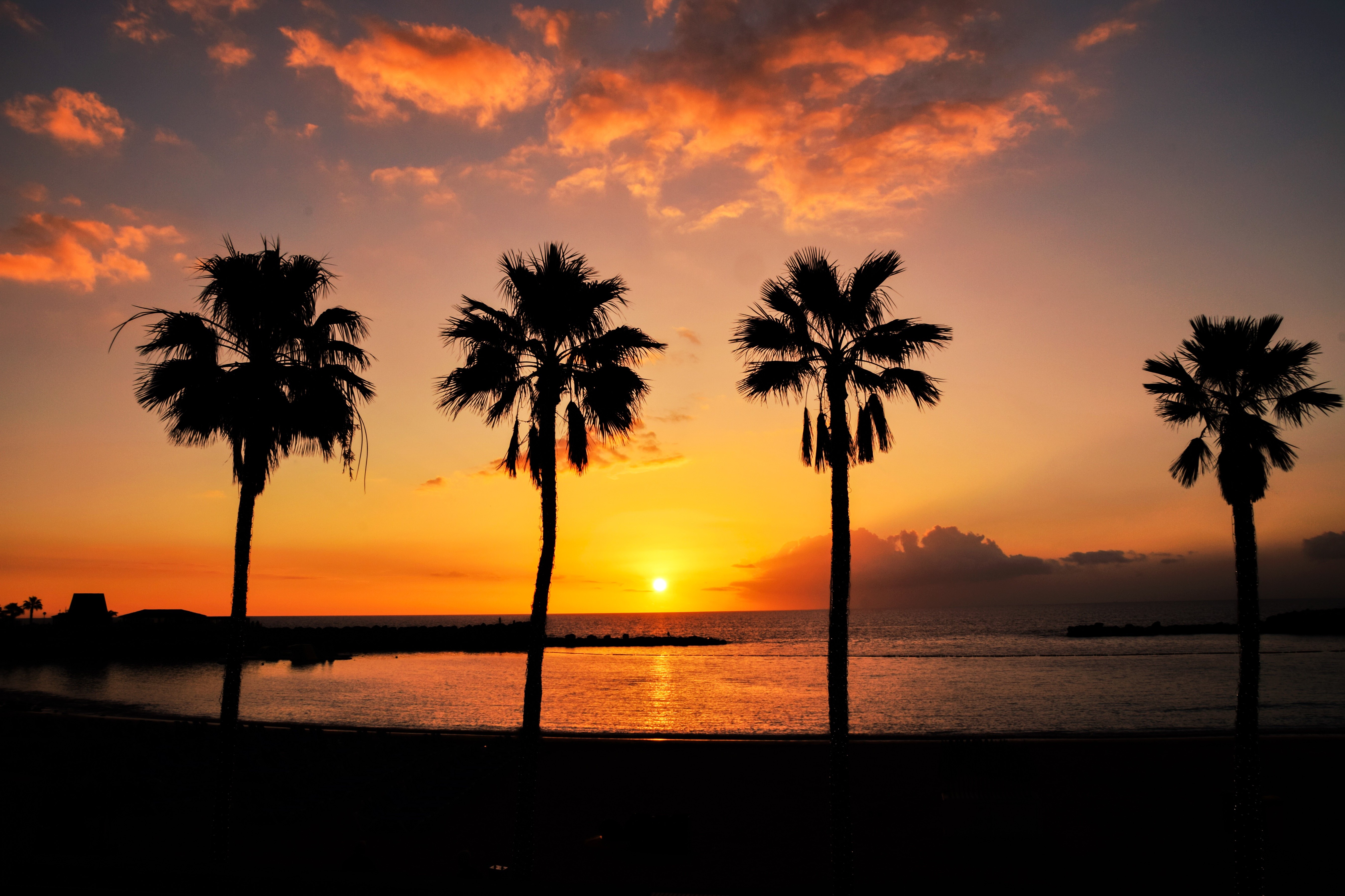 vacation, Nature, Animals, Long Exposure, Spain, Gran Canaria, Nikon, Beach, Palm Trees, Photography Wallpaper