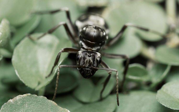 ants, Nature, Insect, Macro HD Wallpaper Desktop Background