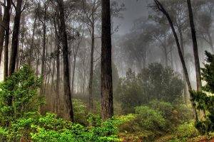 nature, Landscape, Forest, Mist, Green, Trees, Overcast, Daylight