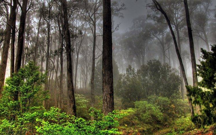 nature, Landscape, Forest, Mist, Green, Trees, Overcast, Daylight HD Wallpaper Desktop Background