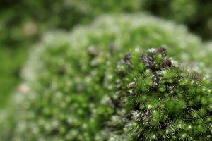 moss, Nature, Green, Macro