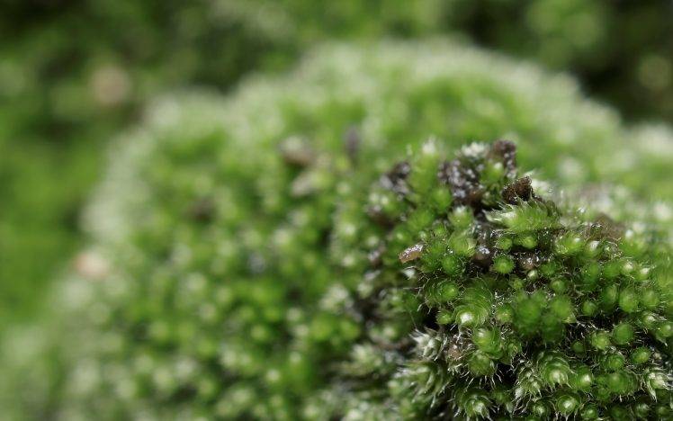 moss, Nature, Green, Macro HD Wallpaper Desktop Background
