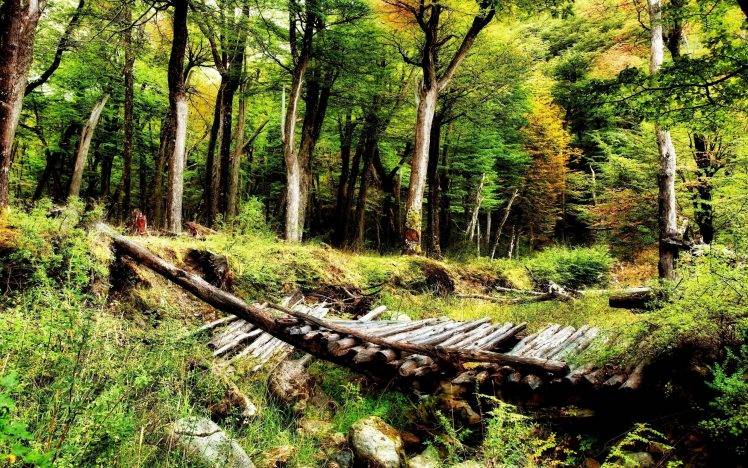 nature, Landscape, Forest, Old Bridge, Broken, Shrubs, Trees, Patagonia, Chile HD Wallpaper Desktop Background