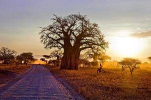 landscape, Nature, Baobab Trees, Dry Grass, Dirt Road, Shrubs, Sunset, Africa, Tanzania, Sunlight