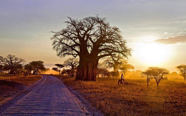 landscape, Nature, Baobab Trees, Dry Grass, Dirt Road, Shrubs, Sunset, Africa, Tanzania, Sunlight HD Wallpaper Desktop Background