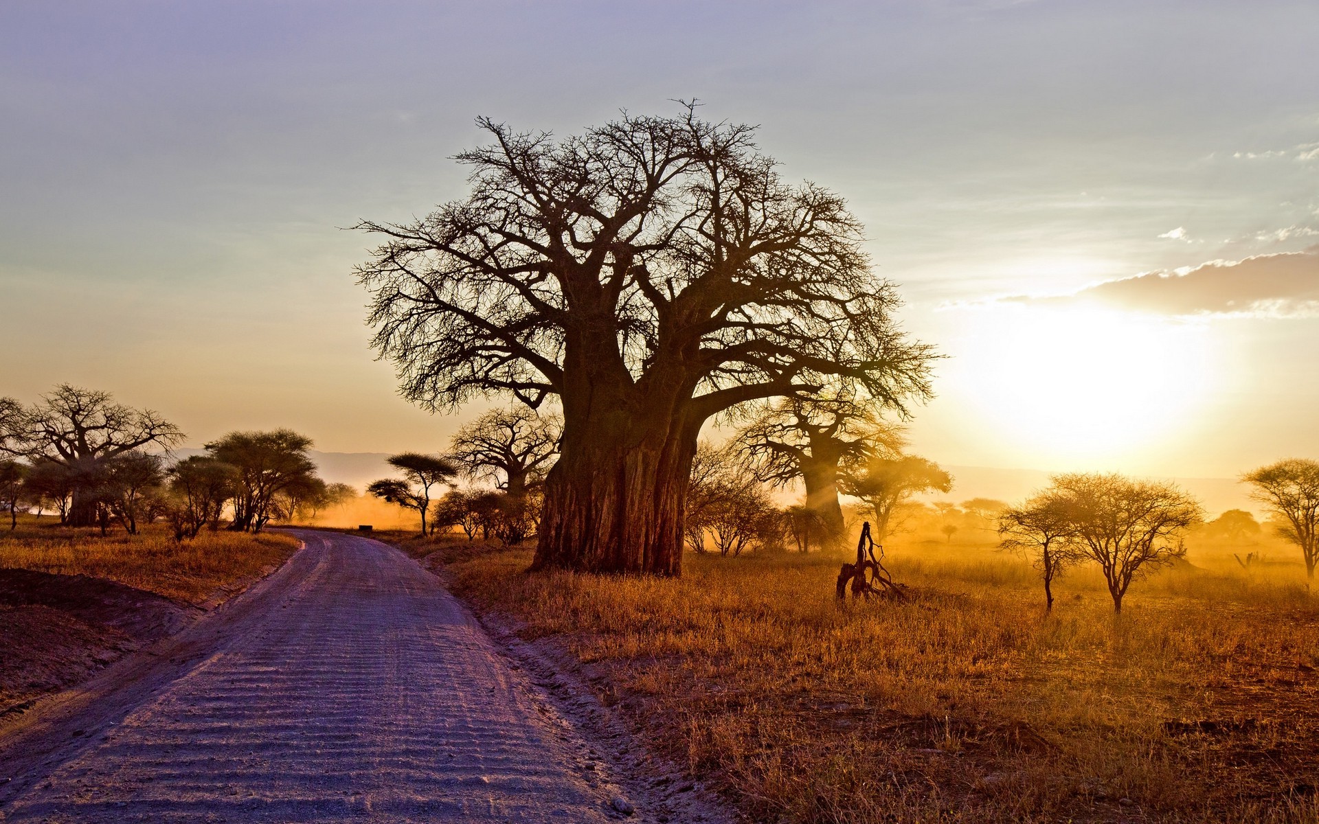 landscape, Nature, Baobab Trees, Dry Grass, Dirt Road, Shrubs, Sunset
