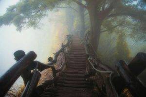 nature, Landscape, Mist, Path, Bridge, Wooden Surface, Forest, Sunrise, Trees, Atmosphere