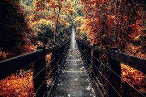 nature, Landscape, Bridge, Wooden Surface, Fall, Forest, Walkway, Path, Trees, Bamboo, Shrubs