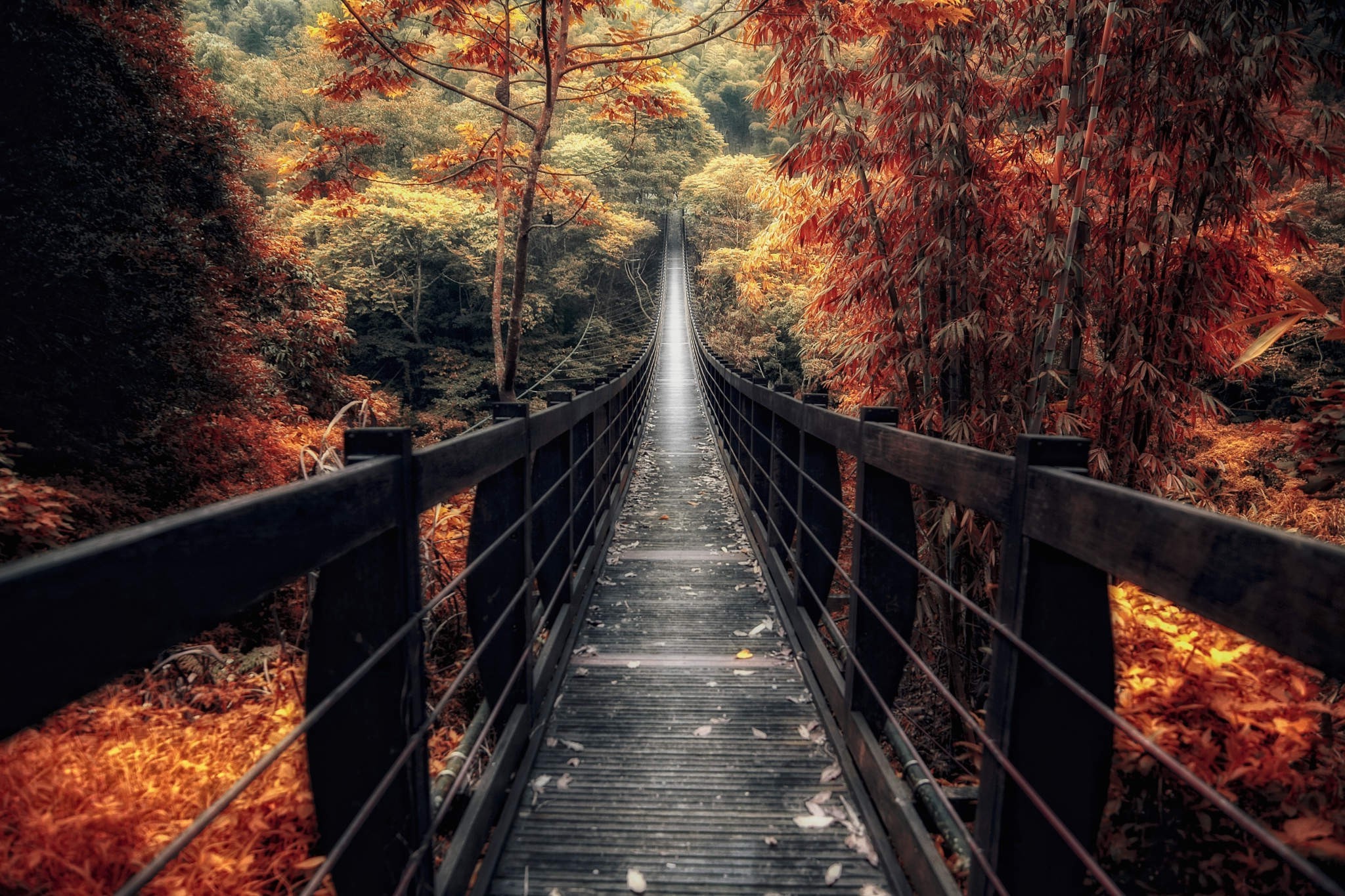 Nature Landscape Bridge Wooden Surface Fall Forest Walkway Path Trees Bamboo Shrubs