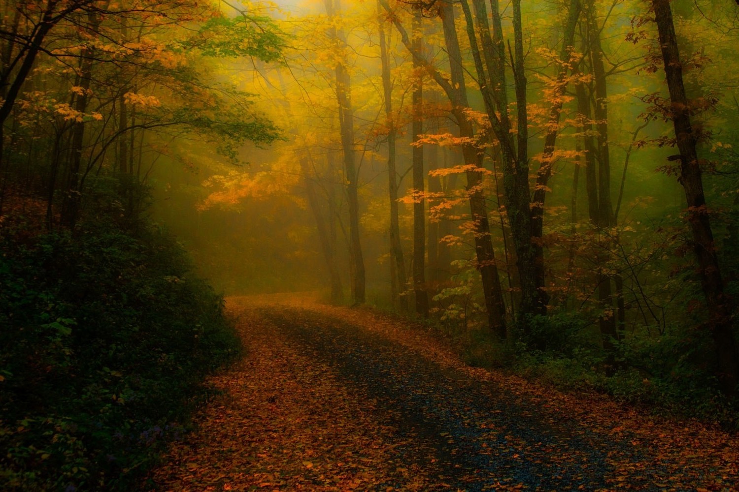 nature, Landscape, Fall, Leaves, Forest, Road, Mist, Sunlight, Trees, Atmosphere, Path Wallpaper