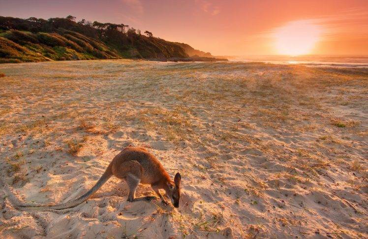animals, Landscape, Beach, Sand, Kangaroos, Australia HD Wallpaper Desktop Background