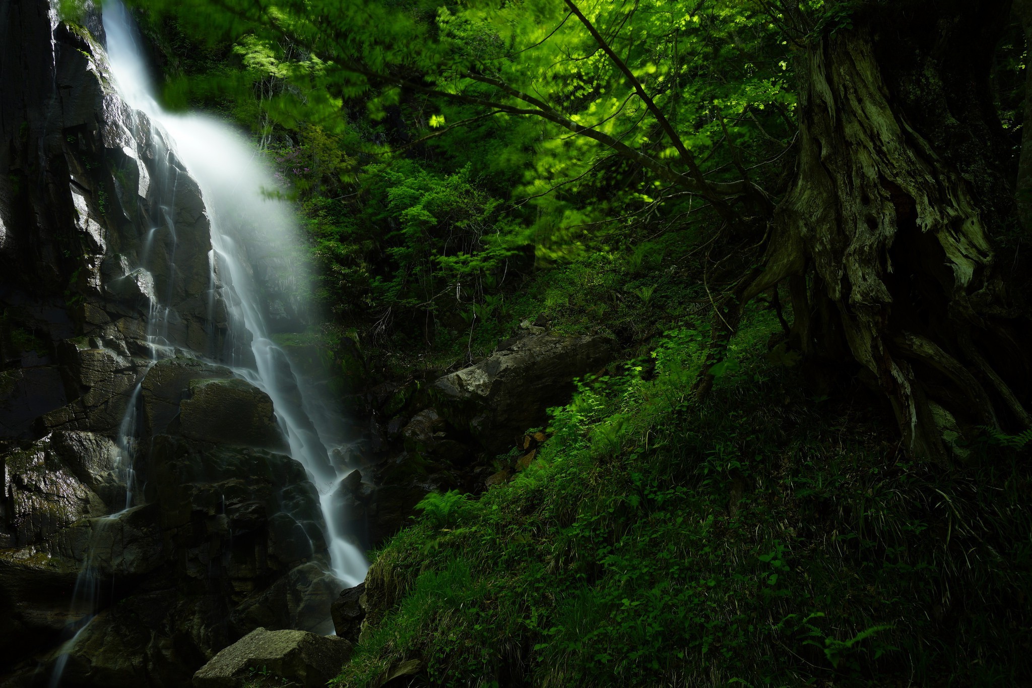 landscape, Waterfall, Forest Wallpaper