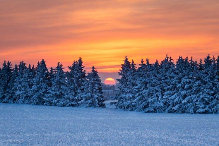 pine Trees, Snow, Landscape HD Wallpaper Desktop Background