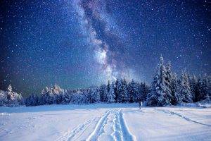 pine Trees, Snow, Landscape, Stars