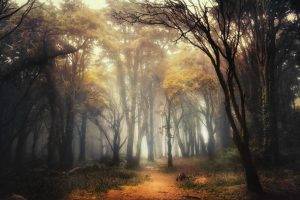 nature, Landscape, Forest, Path, Mist, Sunlight, Shrubs, Sunrise, Trees, Portugal