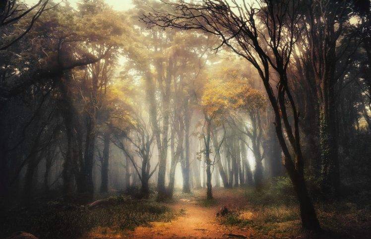 nature, Landscape, Forest, Path, Mist, Sunlight, Shrubs, Sunrise, Trees, Portugal HD Wallpaper Desktop Background