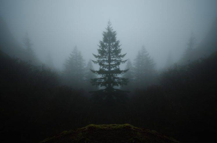 symetry, Trees, Landscape, Mist, Nature HD Wallpaper Desktop Background