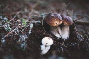 macro, Mushroom, Nature, Closeup, Tilt Shift, Blurred