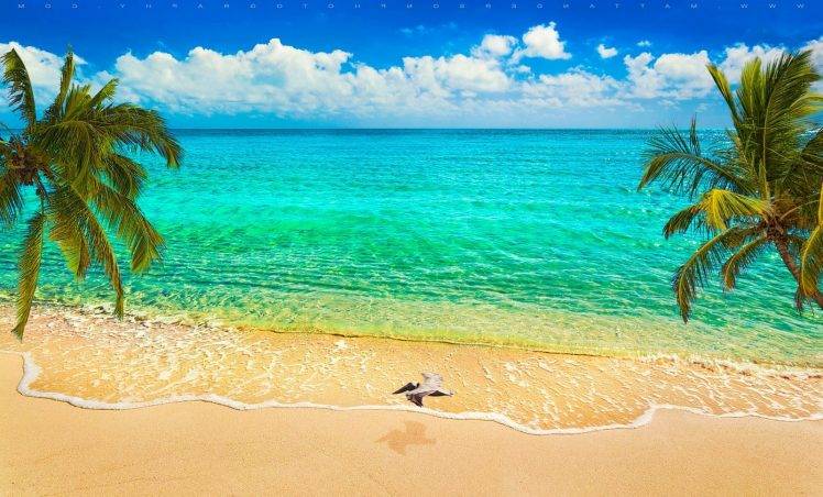 nature, Landscape, Sand, Beach, Sea, Palm Trees, Birds, Flying, Clouds, Tropical, Caribbean, Summer HD Wallpaper Desktop Background