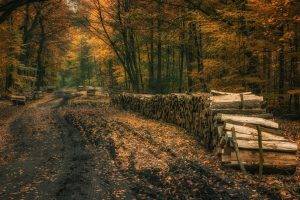 landscape, Nature, Fall, Forest, Dirt Road, Leaves, Trees, Firewood, Poland