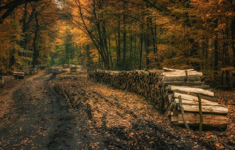 landscape, Nature, Fall, Forest, Dirt Road, Leaves, Trees, Firewood, Poland HD Wallpaper Desktop Background