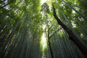 bamboo, Forest, Nature, Plants