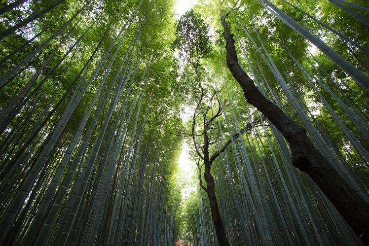 bamboo, Forest, Nature, Plants HD Wallpaper Desktop Background
