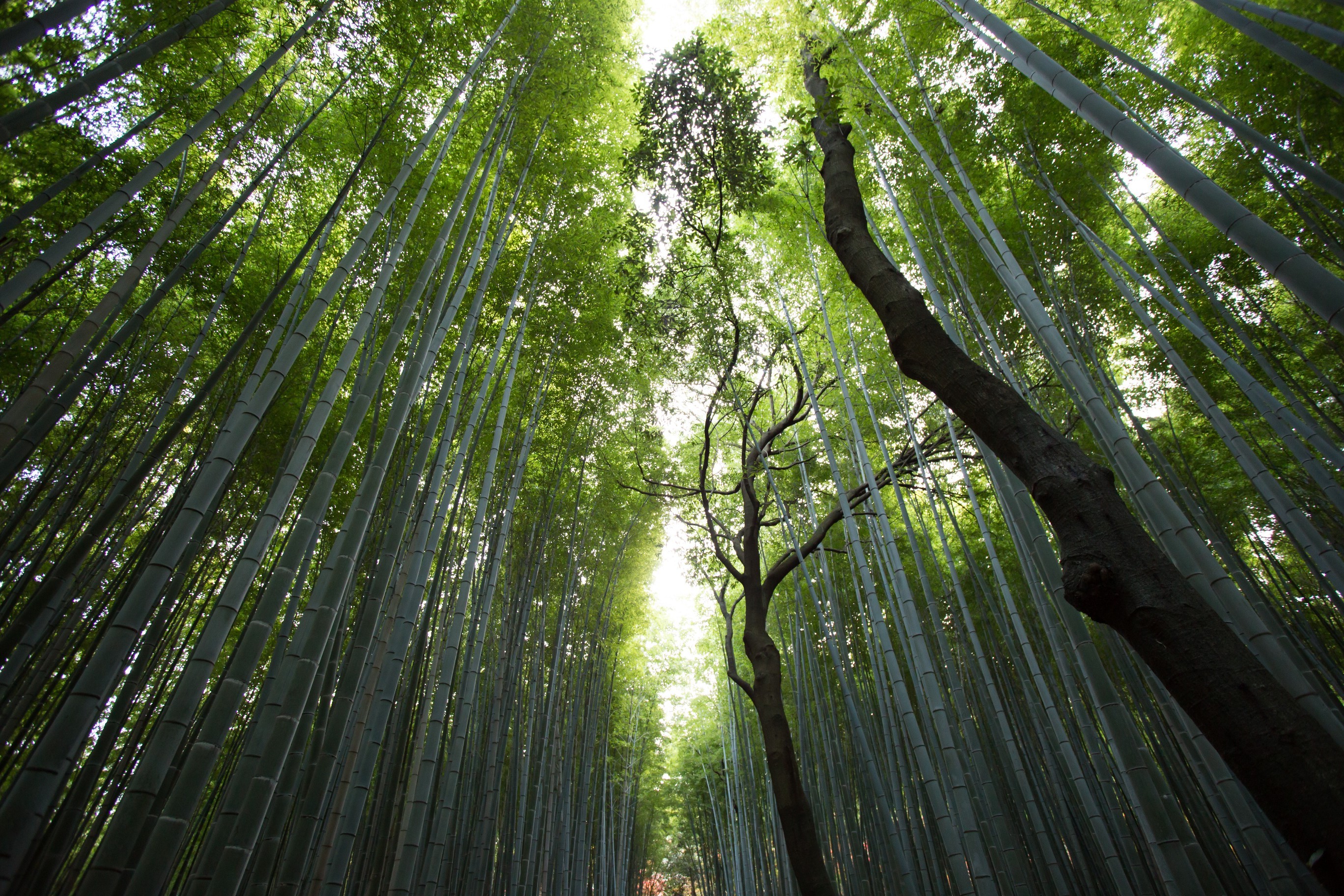bamboo, Forest, Nature, Plants Wallpaper