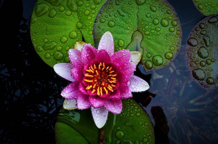 water Lilies, Nature, Flowers HD Wallpaper Desktop Background